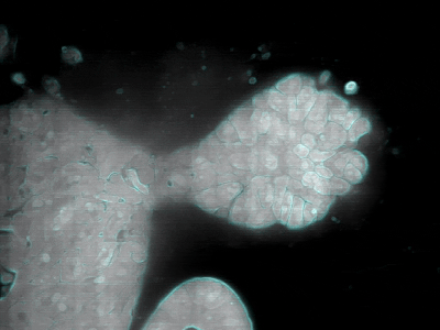 Application Note: Super-Resolution ExM with&nbsp;AION