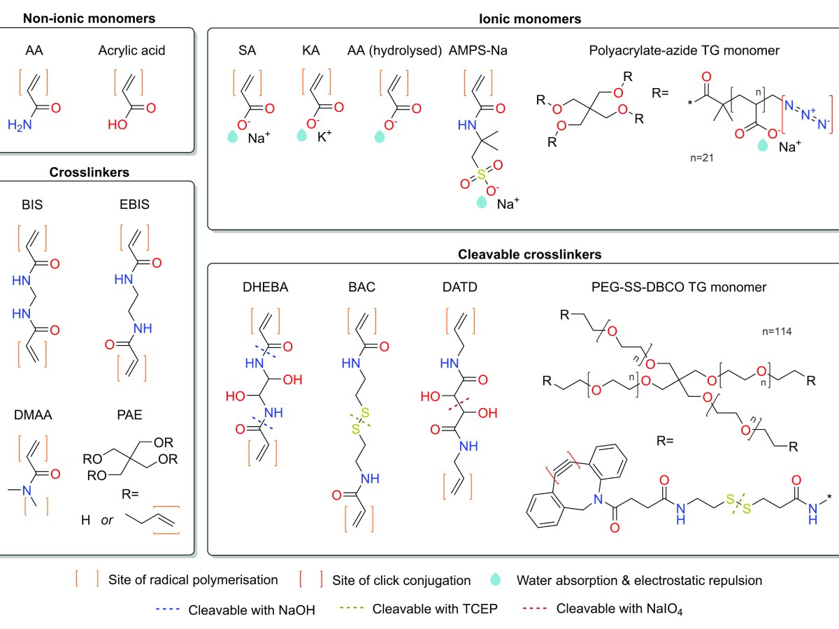 Publication: Beyond 4×: pathways to higher expansion factors in expansion&nbsp;microscopy